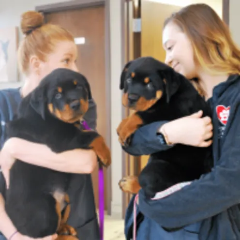 Animal Care Center of Polaris staff members holding dogs